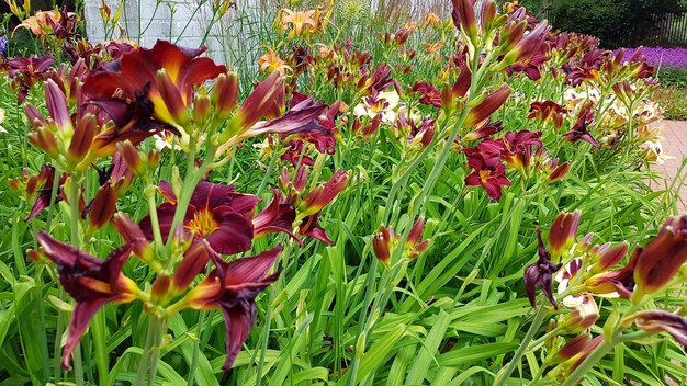 Close-up di fiori che fioriscono nel campo