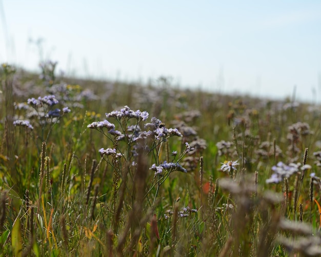 Close-up di fiori che fioriscono nel campo