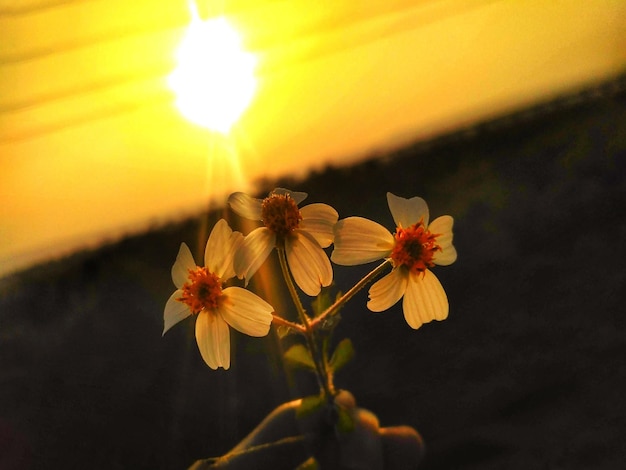 Close-up di fiori cosmici che fioriscono contro il cielo durante il tramonto