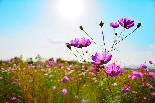 Close-up di fiori cosmos che crescono sul campo contro il cielo durante una giornata di sole