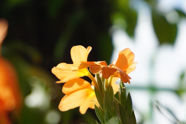 Close-up di fiori d'arancia che crescono all'aperto