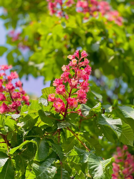 Close-up di fiori di castagno rosso su un albero contro uno sfondo di rami e vegetazione. Natura e concetto di bellezza.