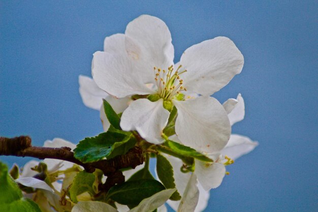 Close-up di fiori di ciliegio bianchi contro il cielo