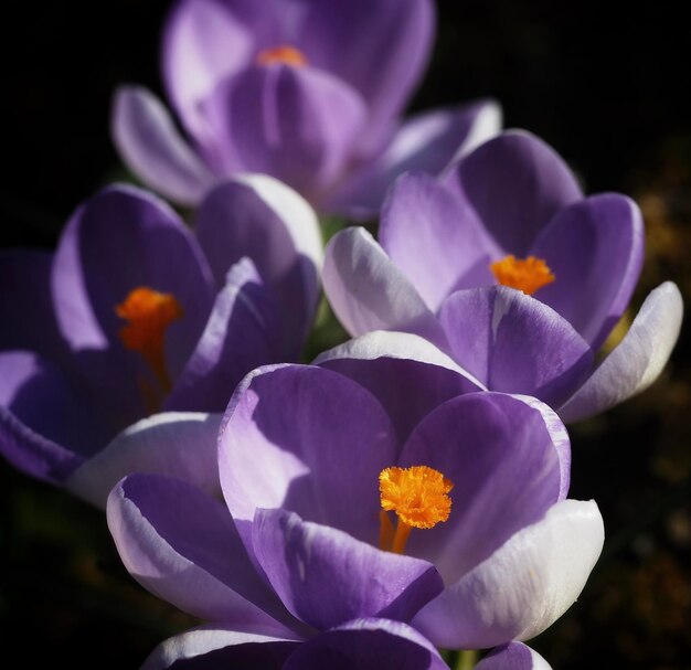 Close-up di fiori di crocus viola su uno sfondo nero