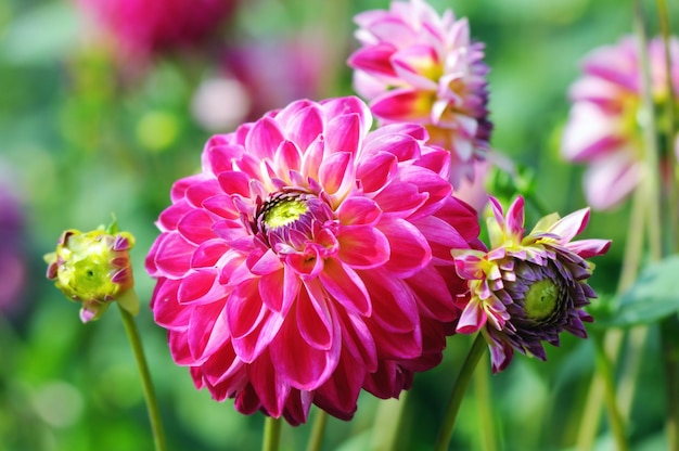 Close-up di fiori di dahlia rosa in fiore nel parco