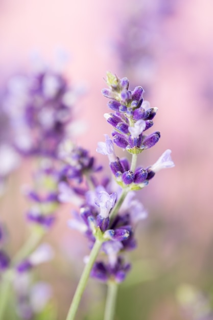 Close-up di fiori di lavanda