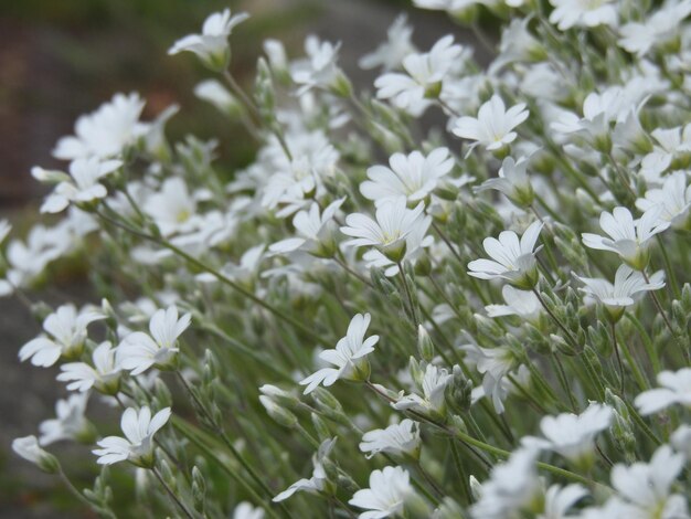 Close-up di fiori di margherita bianca sul campo