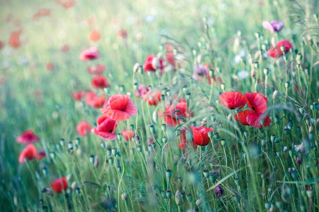 Close-up di fiori di papavero rosso sul campo