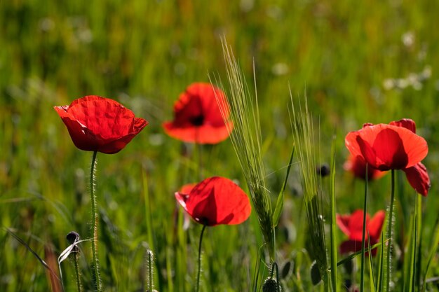 Close-up di fiori di papavero rosso sul campo