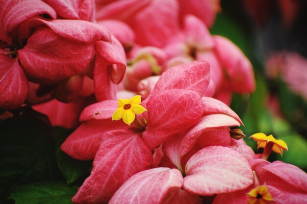 Close-up di fiori di rosa rosa