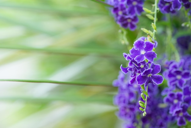 Close-up di fiori di rugiada viola dorata che fioriscono all'aperto