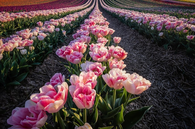 Close-up di fiori di tulipano rosa sul campo