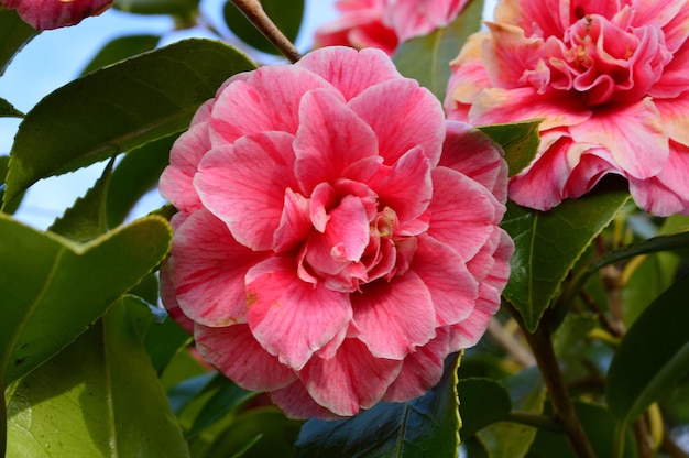 Close-up di fiori e foglie rosa