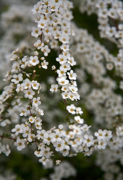 Close-up di fiori freschi sull'albero
