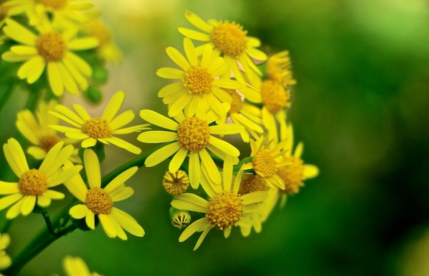 Close-up di fiori gialli che crescono all'aperto