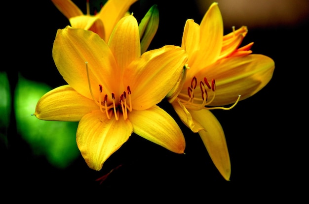 Close-up di fiori gialli che crescono all'aperto