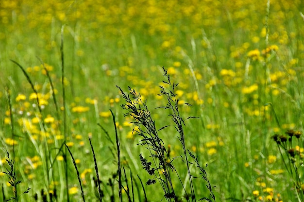 Close-up di fiori gialli che crescono sul campo