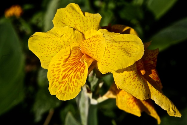 Close-up di fiori gialli che fioriscono all'aperto