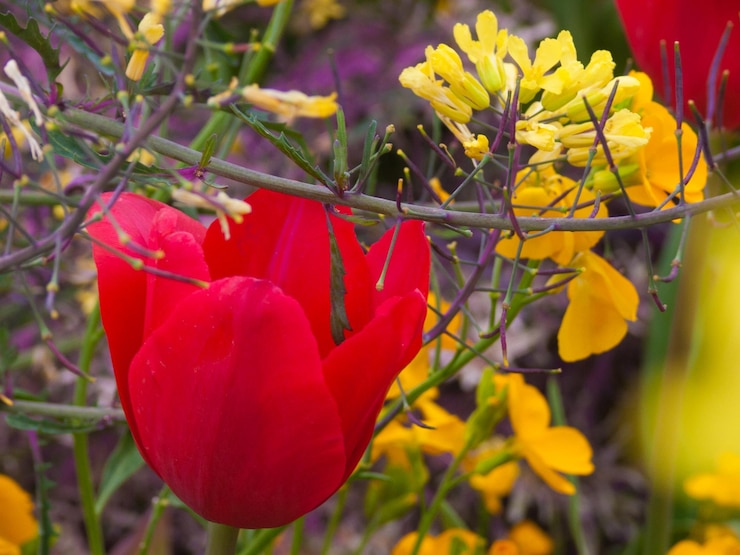 Foto close-up di fiori gialli che fioriscono all'aperto