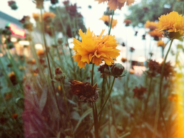 Close-up di fiori gialli