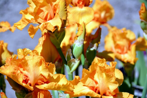 Close-up di fiori gialli