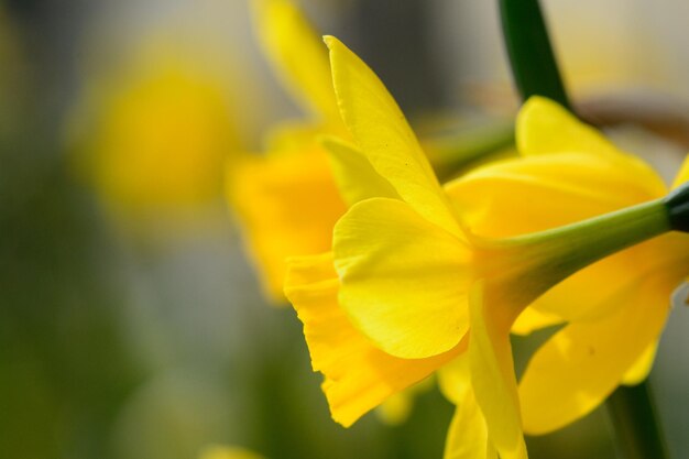 Close-up di fiori gialli