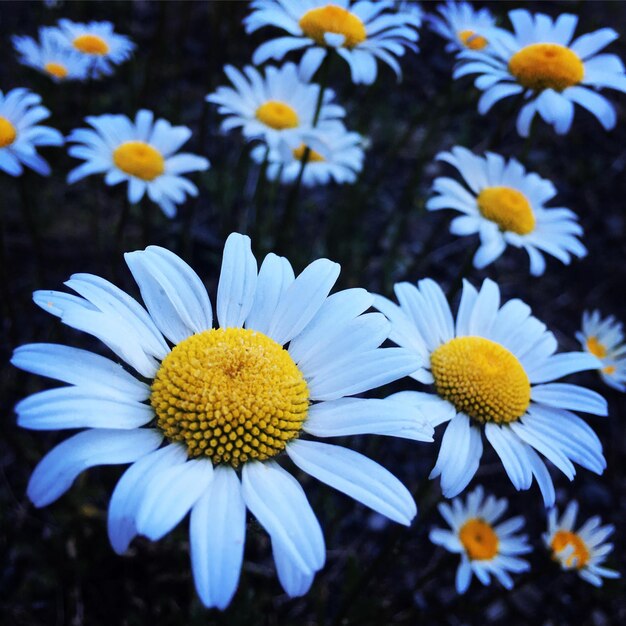 Close-up di fiori gialli