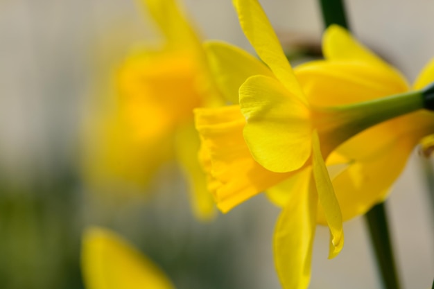 Close-up di fiori gialli