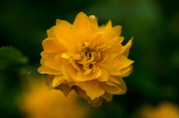 Close-up di fiori gialli