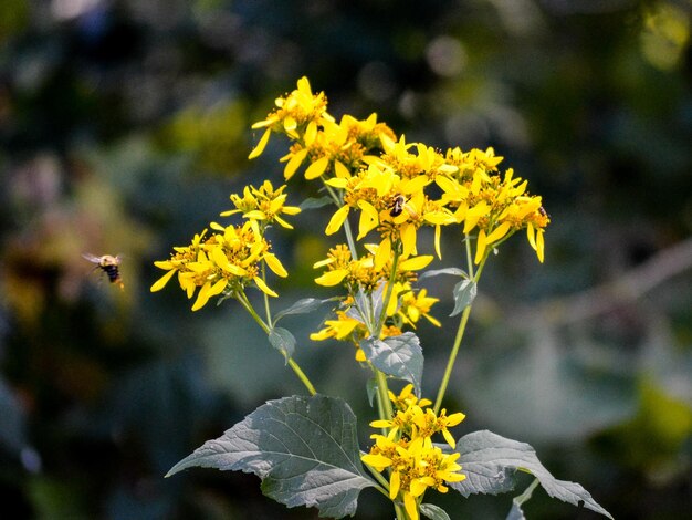 Close-up di fiori gialli