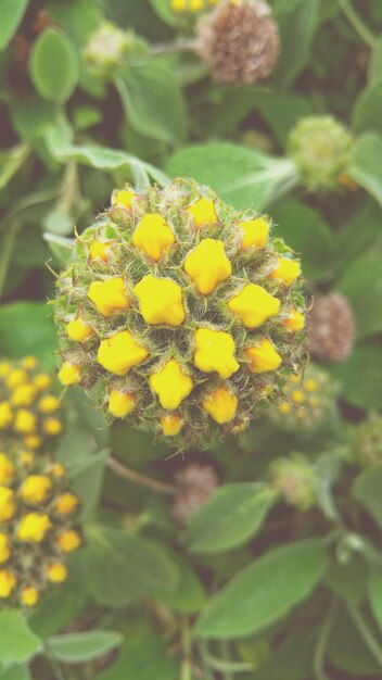 Close-up di fiori gialli