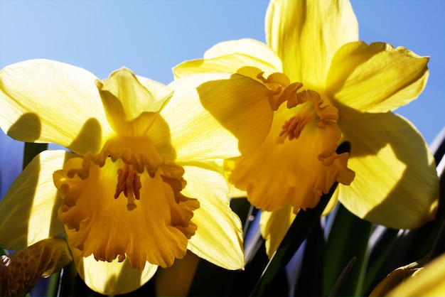 Close-up di fiori gialli