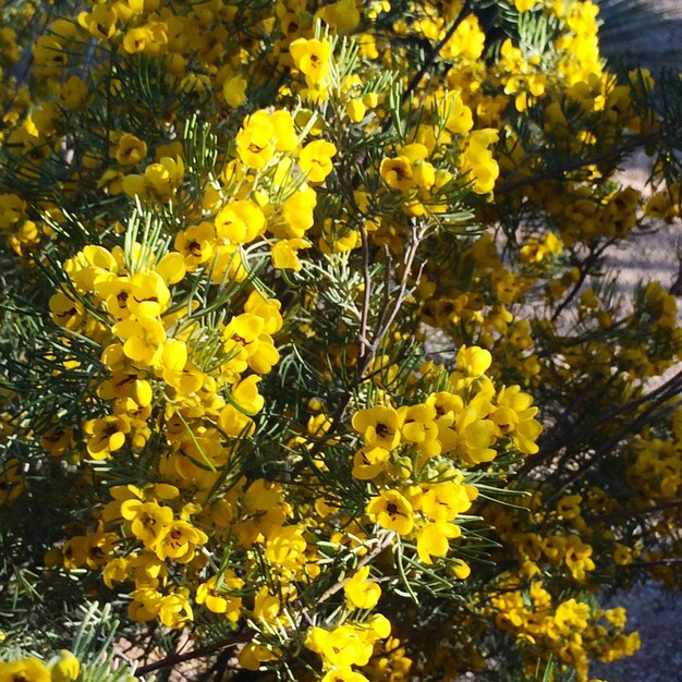 Close-up di fiori gialli