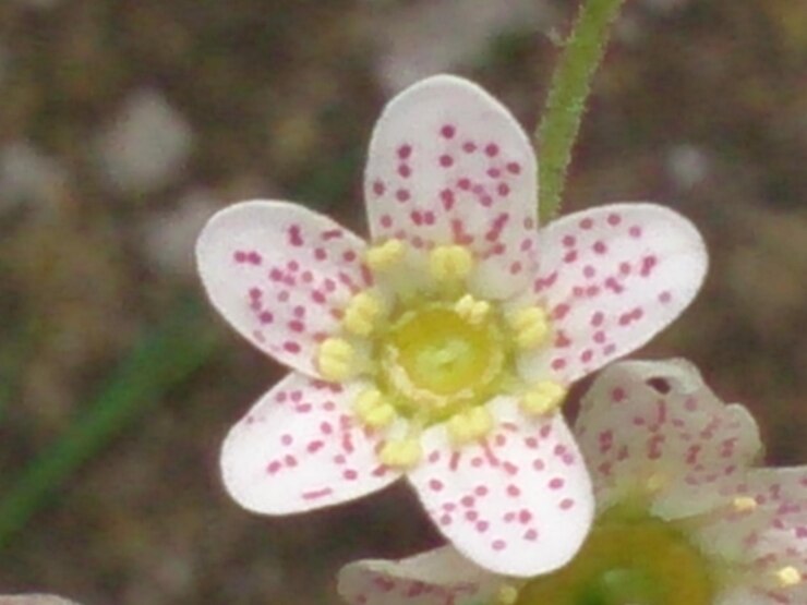 Foto close-up di fiori in fiore