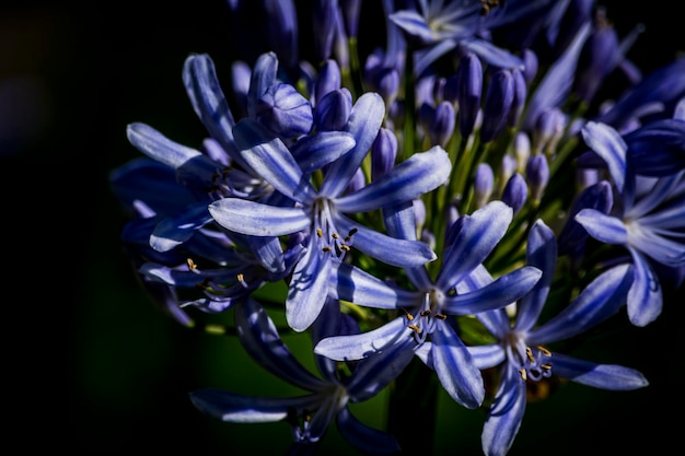 Close-up di fiori in fiore