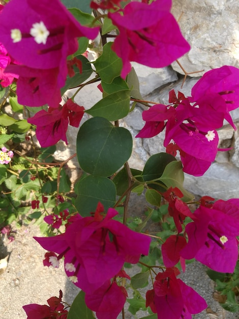 Close-up di fiori rosa che crescono sulla pianta