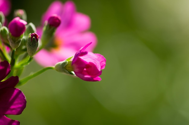 Close-up di fiori rosa che fioriscono all'aperto