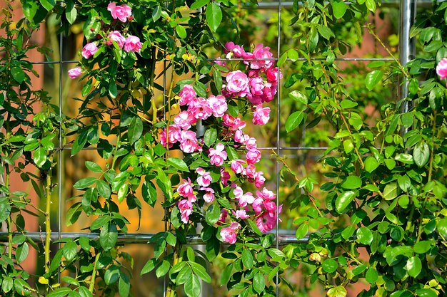 Close-up di fiori rosa che fioriscono all'aperto