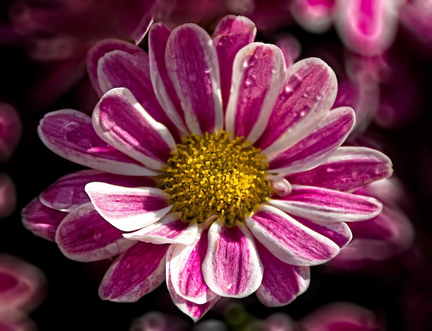 Close-up di fiori rosa che fioriscono all'aperto