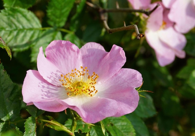Close-up di fiori rosa che fioriscono all'aperto