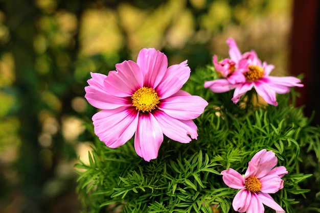 Close-up di fiori rosa che fioriscono all'aperto