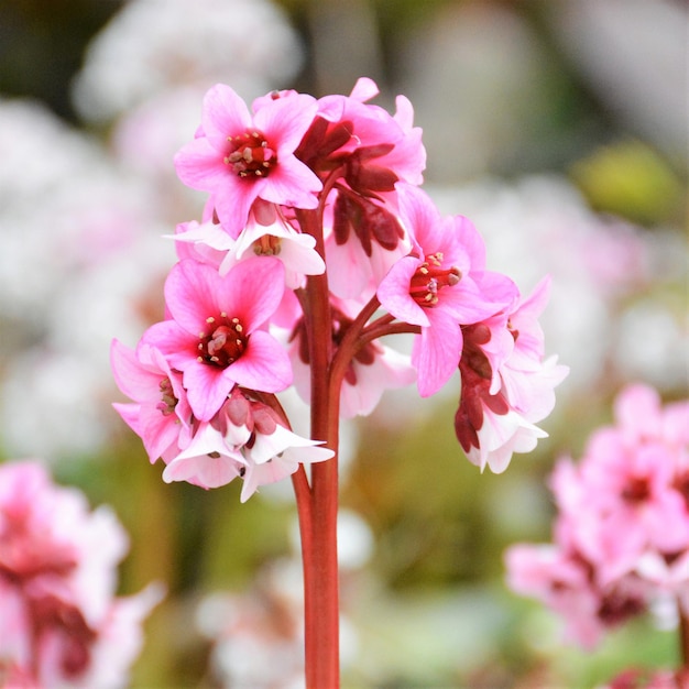 Close-up di fiori rosa che fioriscono nel parco