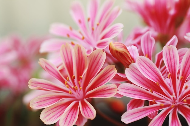 Close-up di fiori rosa che fioriscono nel parco