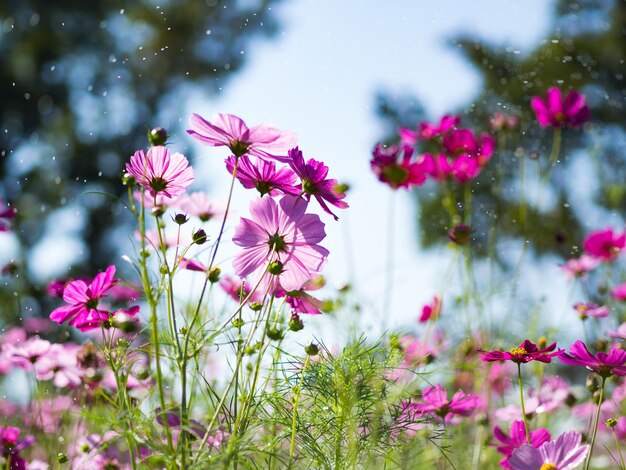 Close-up di fiori rosa cosmos che fioriscono all'aperto