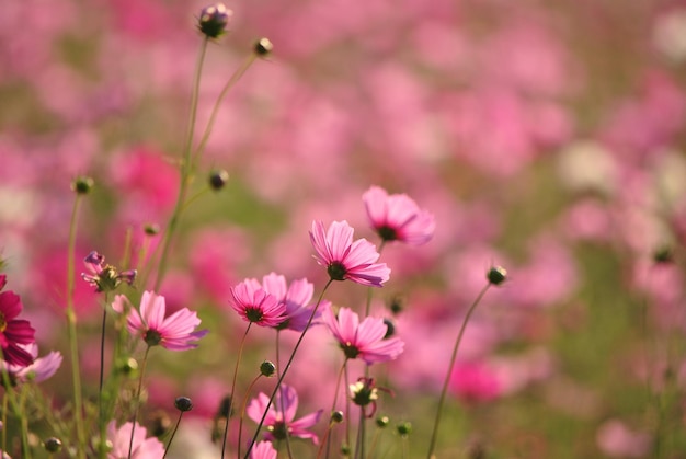 Close-up di fiori rosa del cosmo sul campo