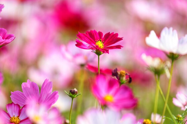 Close-up di fiori rosa del cosmo