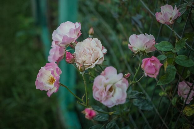 Close-up di fiori rosa