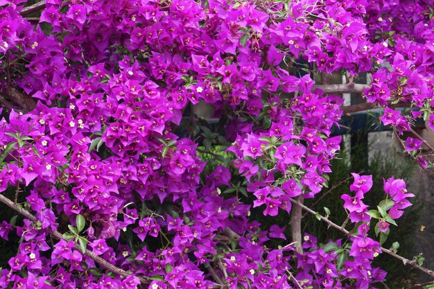 Close-up di fiori rosa