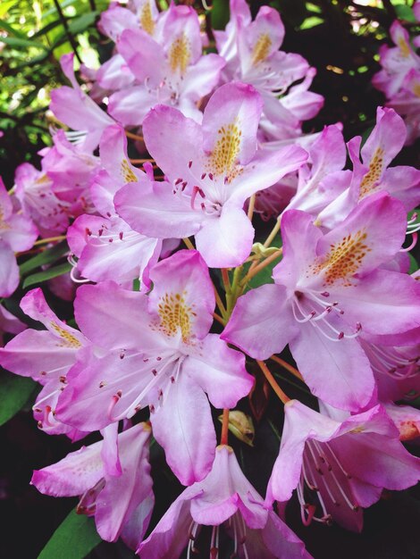 Close-up di fiori rosa