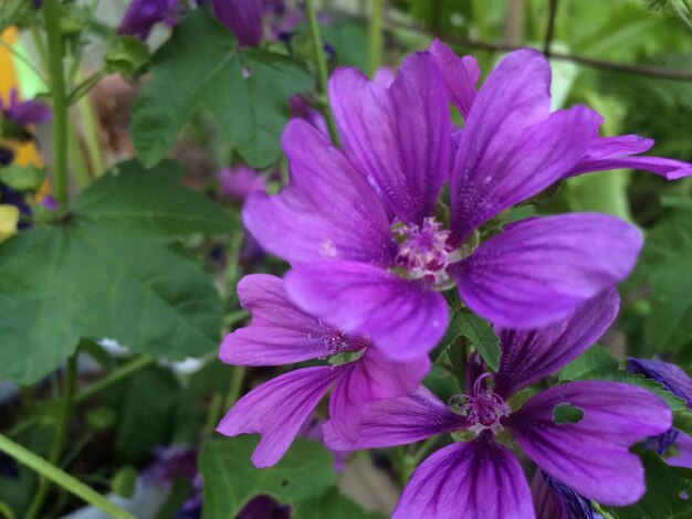 Close-up di fiori rosa